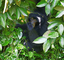 Image showing Siamang Gibbon