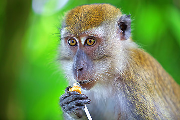 Image showing Macaque monkey