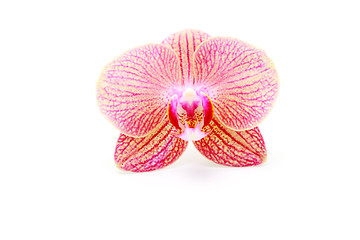 Image showing orchid flower