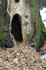 Image showing Treetrunk