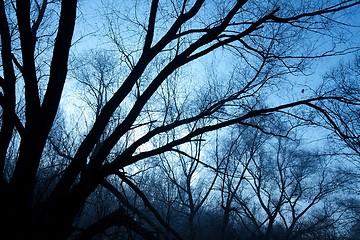 Image showing Bare forest