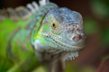 Image showing iguana