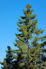 Image showing Pine