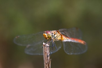 Image showing Dragonfly