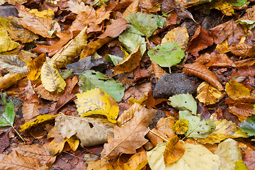 Image showing Autumn Leaves