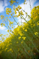 Image showing Rapeseed