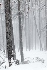 Image showing Winter forest