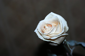 Image showing rose