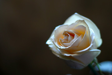 Image showing rose