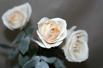 Image showing rose