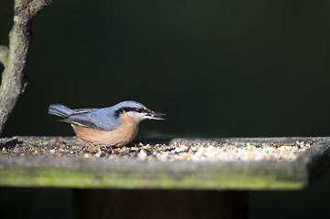 Image showing Nuthatch (Sitta europaea)