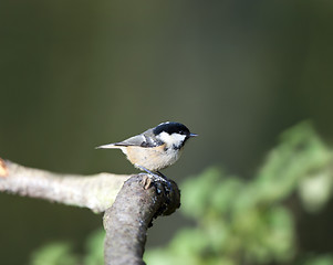 Image showing Coal Tit (Parus ater)