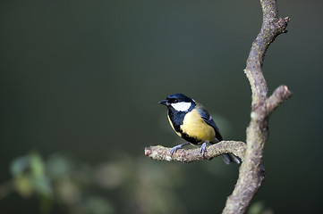 Image showing Great Tit (Parus major)