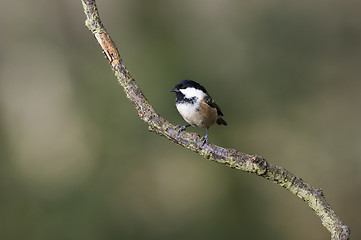 Image showing Coal Tit (Parus ater)