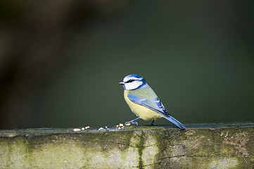 Image showing Blue Tit (Parus caeruleus)