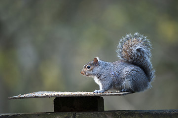 Image showing Grey Squirrel (Sciurus carolinensis)