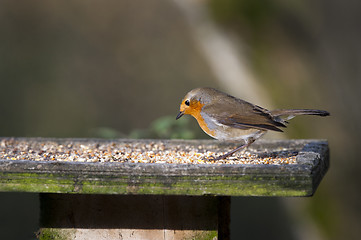 Image showing Robin (Erithacus rubecula)