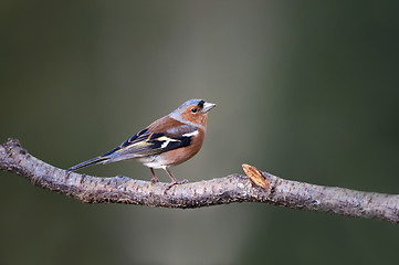 Image showing Chaffinch (Fringilla coelebs)