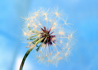 Image showing A Dandelion