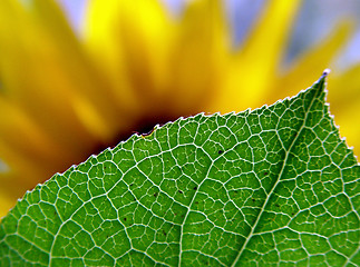 Image showing Behind the leaf