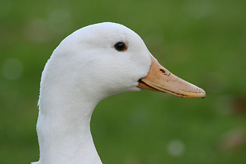 Image showing duck