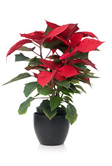 Image showing Red poinsettia 