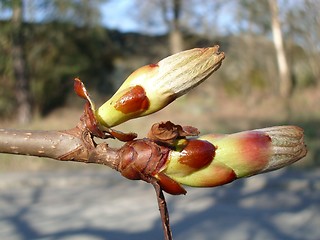 Image showing Buds of a chestnut tree, close-up