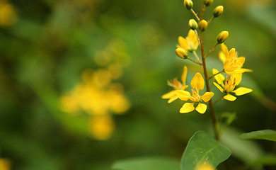 Image showing yellow flower