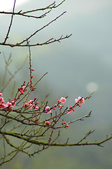 Image showing Cherry blossom