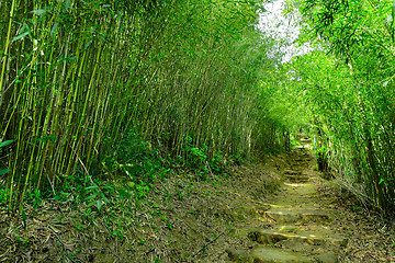 Image showing bamboo forest with path