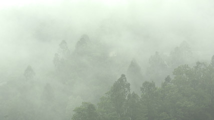 Image showing mist in mountain with many trees