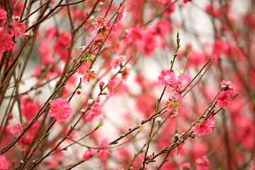 Image showing Cherry blossoms in full bloom