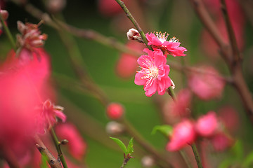 Image showing Cherry blossoms