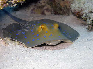 Image showing bluespotted ribbontail ray 