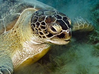 Image showing Green sea turtle