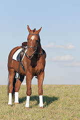 Image showing Saddled horse