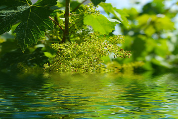 Image showing grapes