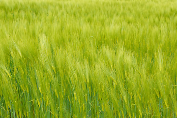 Image showing Organic Green spring grains for background
