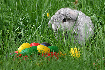 Image showing Easter bunny