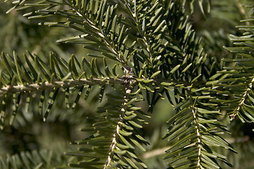 Image showing spruce background