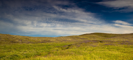 Image showing Green meadow