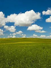 Image showing Green meadow