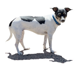 Image showing Rat Terrier