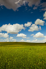 Image showing Green meadow