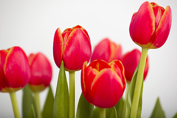 Image showing Orange Tulips