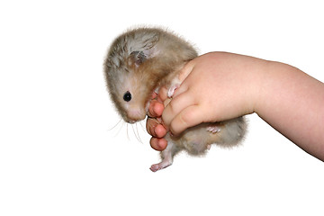 Image showing hamster