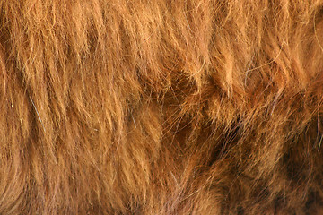 Image showing highlander fur