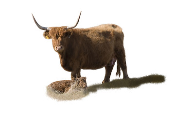 Image showing Highlander mother and calf