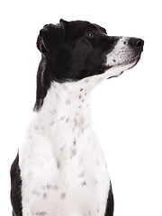 Image showing Dog portrait