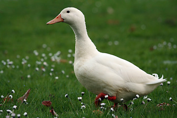 Image showing duck